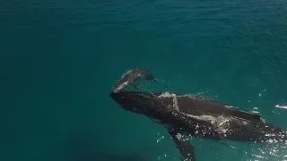 67 – We Witnessed The First Breaths of a Humpback Calf!