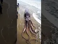 Download Lagu A giant Octopus came in Goa Beach #shorts
