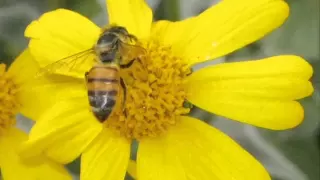 سورة النحل كاملة للشيخ إدريس أبكر صوت رائع Annahl 