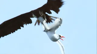 Sea Birds Battle In The Air For Fish Life BBC Earth 