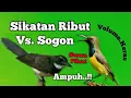 Download Lagu Suara Pikat Sikatan Ribut Vs Sogon Paling Ampuh