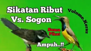 suara pikat sikatan ribut vs sogon paling ampuh
