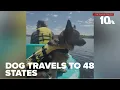Owner of German shepherd who traveled to 48 states works to preserve dog s legacy
