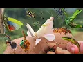 Download Lagu Camouflage Secrets: The Orchid Mantis the Great Undercover Agent