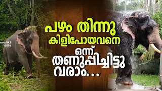  panakkal nandanan kerala elephant