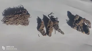 شكل حشيشة الهر او الناردين الغير مغشوش لو هتشتريها 