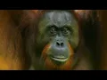 Wild Indonesia | Episode 2: Papua's Lost Worlds | Free Documentary Nature