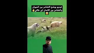 التضامن بين الحيوان والتضامن بين الانسان ابن خالتي  التضامن بين الحيوان والتضامن بين الانسان ابن خالتي