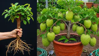 Grow Soursop Tree FAST with This Pro Cutting and Air Layering Technique!