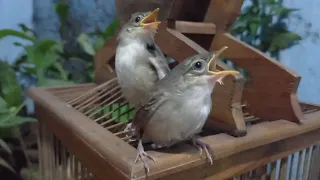 suara anak cigun untuk pikat sangat ampuh pikat cigun