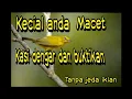 Download Lagu MASTERAN KECIAL KUNING CEPAT RESPON TANPA IKLAN