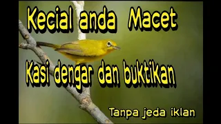 masteran kecial kuning cepat respon tanpa iklan