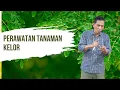 Download Lagu Perawatan Tanaman Kelor #bayudiningrat 