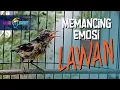 Download Lagu PANCINGAN KONIN AGAR BUNYI - PANCINGAN KONIN TROTOL AGAR GACOR