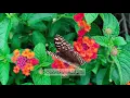 Download Lagu Surah 023 | Al Muminun | Beautiful Scenery | Abdul Rehman Al Sudais | The Holy Quran