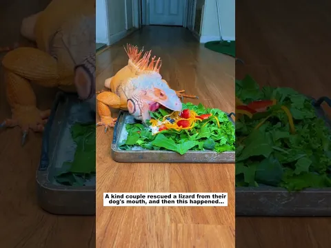 Rescue a lizard #lovestory #animals #wildliferescue #wildlife#lizard #rescue #animalrescue