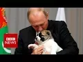 Download Lagu Putin got a puppy from Turkmenistan for his birthday - BBC News