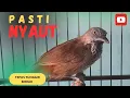 Download Lagu DIJAMIN NYAUT!!! PANCING TEPUS TUNGGIR MERAH MU PAKAI SUARA INI
