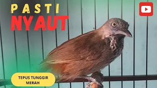 dijamin nyaut pancing tepus tunggir merah mu pakai suara ini