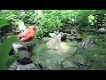 Father Cardinal's Mountain Spa Day