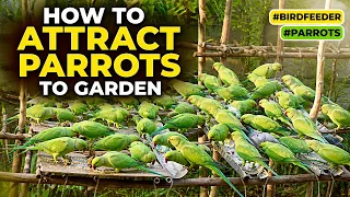 How to attract Parrots to garden #birdfeeder #parrots