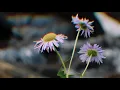 CharlestheFirst - Room To Breathe | Un-official Video