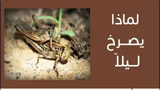 لماذا يصدر صرصور الليل صوته الصارخ المميز ليلا 