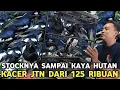 Lagu BUSET DAH KIOS RASA HUTAN || KACER JTN DARI 125 RIBU CUCAK IJO DARI 320 RIBU DI PASAR BURUNG PRAMUKA
