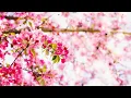 モーツァルト フィガロの結婚 K.492 より 序曲 指揮ブルーノ・ワルター ニューヨーク・フィルハーモニック 1954年録音