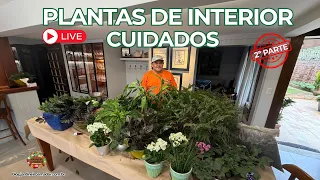 Plantas de Ambientes Internos | Cuidados e Adubação - 2ª Parte