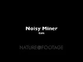 Download Lagu Noisy Miner 00, koleksi panggilan dan suara