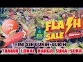 Download Lagu Aglaonema Lokal, Kualitas Oke Harga Asik, Super Terjangkau. Karna Tanian Sendiri… eps 1411