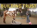 Lagu TRAINING a Young MULE: Haltering \u0026 SCARY OBJECTS