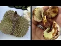 How To Grow Durian Seeds Into A Plant. This Experience Was So Lit.