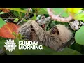 Nature Sloths in Costa Rica