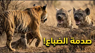                                                دندنها