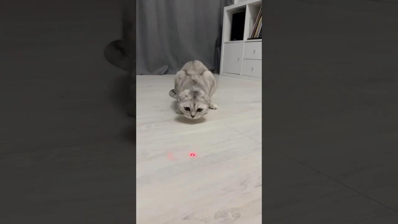#cat π