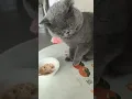 Download Lagu Don't disturb it while eating. #cat #funny #cute #pets #cutecat #animals #kitten #funnycats #memes