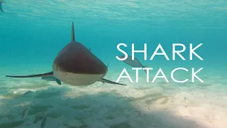 SHARK ATTACK in the Ragged Islands #newvideo #shorts 🦈⛵️🏥