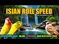 Download Lagu #11 MASTERAN MEWAH GURUNYA ROLL SPEED TEMBAKAN MURAI BATU DAN CUCAK IJO