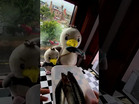 I know My Pet Seagulls Sardine limits Better Than Himself...
