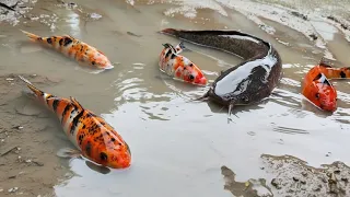 Finding Catfish in the Rice Fields, Tilapia, Arowana, Eels, Crabs, Sharks [Part 616]