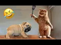 Download Lagu ULTIMATE Cat and Dog Videos 2025  | FUNNIEST Pets