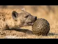 Pangolin Curls Into a Ball and the Hyena Runs Out of Ideas