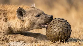 Pangolin Curls Into a Ball and the Hyena Runs Out of Ideas