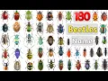 Download Lagu Beetles Vocabulary ll 180 Beetles Name In English With Pictures ll Insects Name ll Beetles List