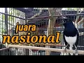 Download Lagu Kacer mewah juara nasional volume tembus isian kasar