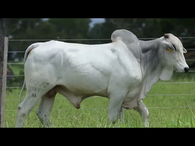 Touro Nelore ROZZ - 2437