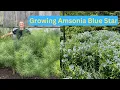 Lagu AMSONIA - Excellent Native Perennial - How to Grow \u0026 Care - Blue Star Plant