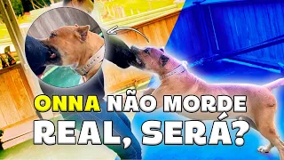 Será? Duvidaram que a cachorra morde Real. Deixa seu comentário ☠️☠️